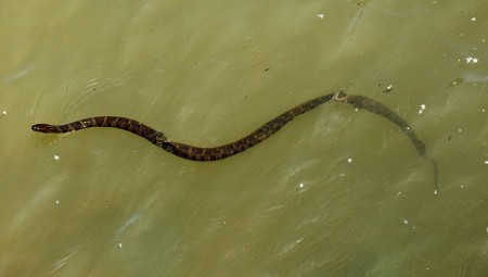 Serpente De água